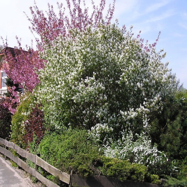 Amelanchier lamarckii